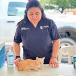 Mejoran vida de gatitos y perritos en Reynosa con 16 adopciones