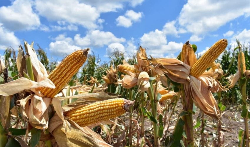 SRU-168-2025.-Nuevas-estrategias-productivas-fortalecen-la-economia-rural-en-Tamaulipas-4-850x500 (1)