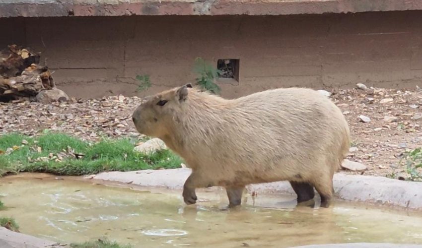 CPB-061-2025.-Llega-una-adorable-pareja-de-capibaras-al-Zoologico-Tamatan-5-850x500