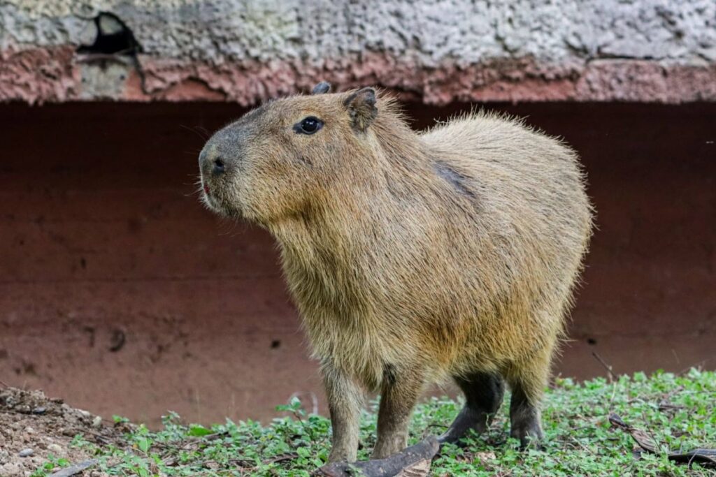 CPB-061-2025.-Llega-una-adorable-pareja-de-capibaras-al-Zoologico-Tamatan-6