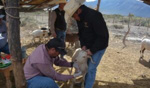 SRU-185-2025.-Protegen-la-produccion-caprina-con-barrido-sanitario-en-el-altiplano-tamaulipeco-4-850x500