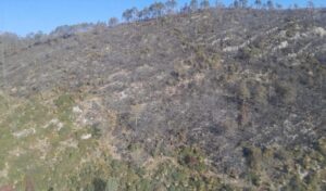 CPC-007-2026.-Incendio-forestal-Puerto-del-Volcan-en-Miquihuana-es-liquidado-al-100-6-850x500