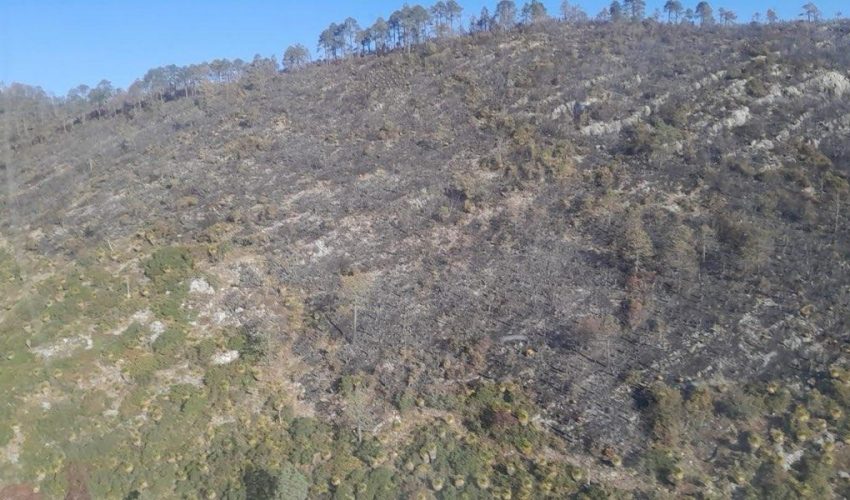 CPC-007-2026.-Incendio-forestal-Puerto-del-Volcan-en-Miquihuana-es-liquidado-al-100-6-850x500