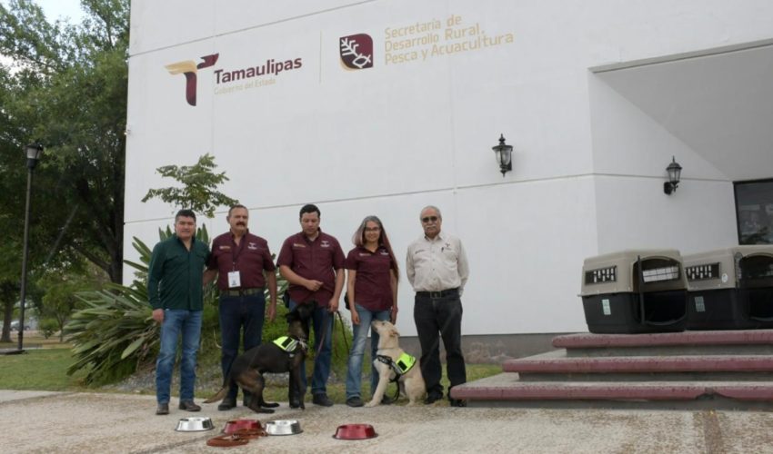 SRU-049-2026.-Refuerza-Tamaulipas-la-sanidad-pecuaria-con-binomios-caninos-especializados-2-850x500
