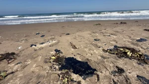 no-hay-derrame-en-playas-de-veracruz-asegura-gobernadora-se-investiga-origen-del-chapopote_ec821b4f-3b5d-4e0c-b65c-a8379f7b6e86_medialjnimgndimage=fullsize