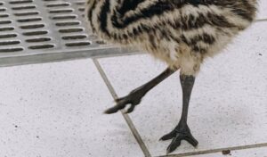 CPB-024-2026.-Nacen-ejemplares-de-emu-en-el-Zoologico-Tamatan-1-850x500