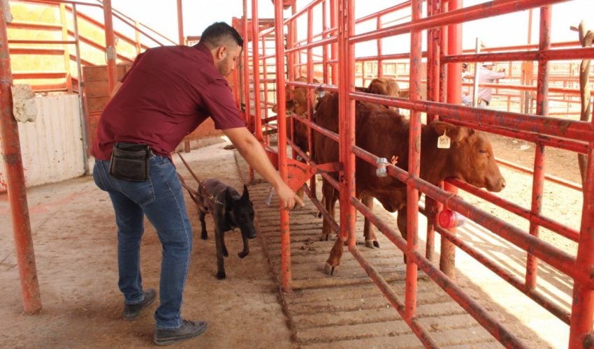 SRU-054-2026.-Avanza-Tamaulipas-en-control-del-gusano-barrenador-con-apoyo-de-binomios-caninos-8-850x500