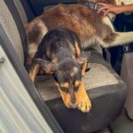 Dio Brigada Médica Veterinaria del Gobierno de Reynosa nueva oportunidad de vida a perrito en Las Delicias