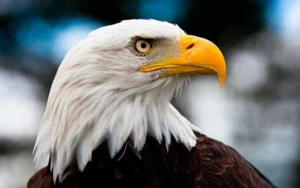 gobierno-de-trump-debilita-la-proteccion-de-los-habitats-de-especies-en-peligro-de-extincion_80e70dce-a2ee-4a9d-a64e-59a6723b8db4_medialjnimgndimage=fullsize