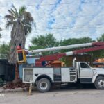 Realiza Gobierno de Reynosa poda preventiva de árboles y palmeras en diversos sectores de la ciudad