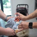 Gobierno de Reynosa  ofrece aplicación gratuita de microchip para mascotas